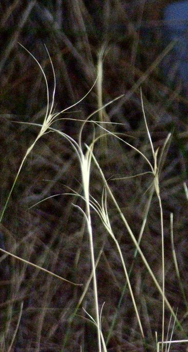 Common Wheat Grass Grasslands